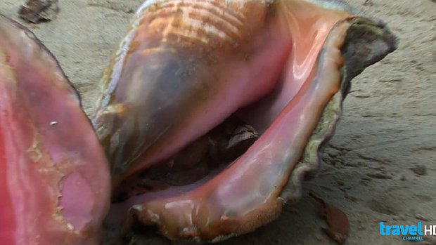 Bizarre Foods with Andrew Zimmern - Series 1 - Episode 8